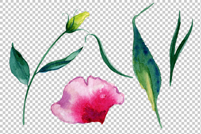 pink-watercolor-rose-flower-png