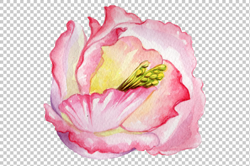 pink-watercolor-rose-flower-png