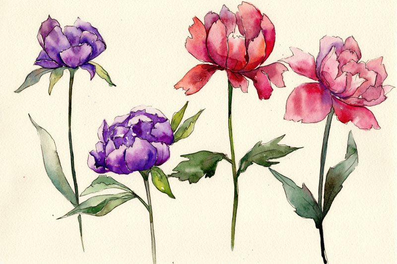 two-colors-peonies-png-watercolor-set