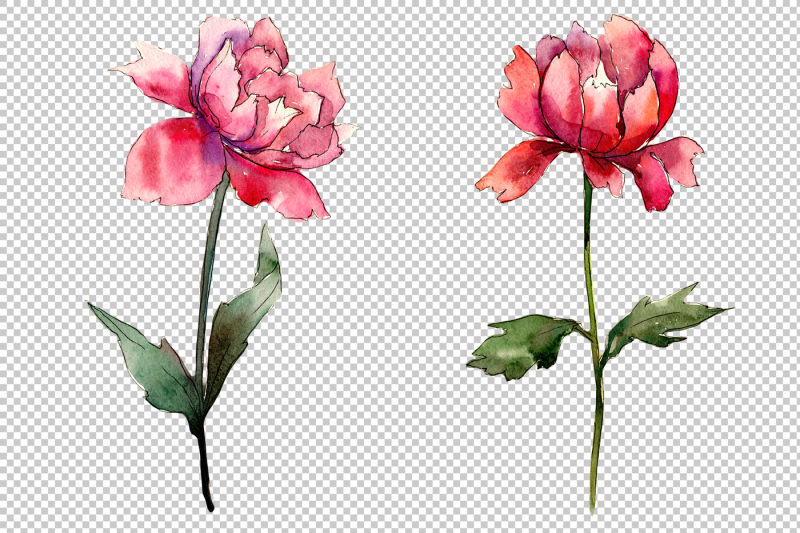 two-colors-peonies-png-watercolor-set