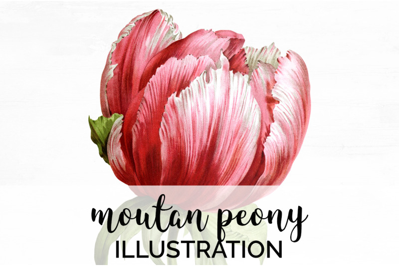 peony-clipart