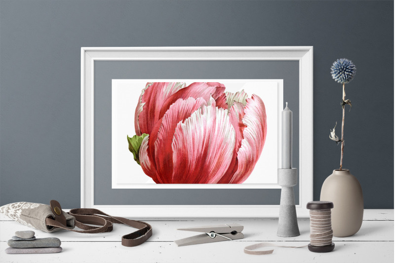 peony-clipart