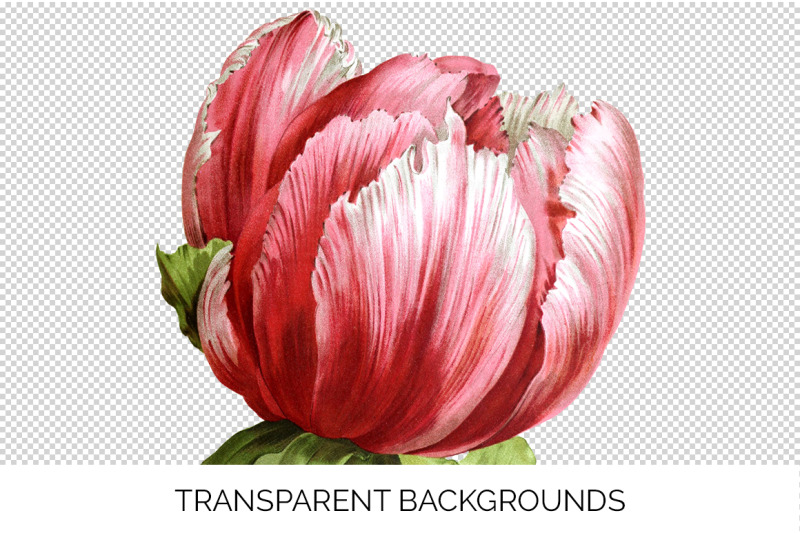 peony-clipart