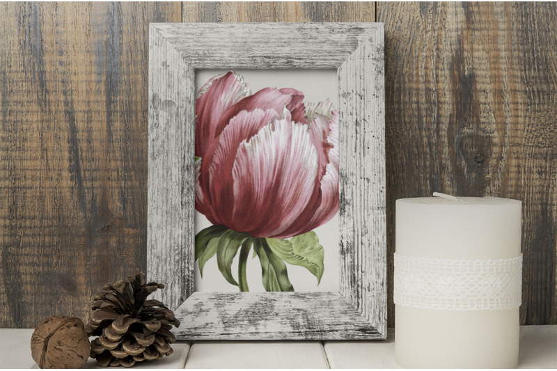 peony-clipart