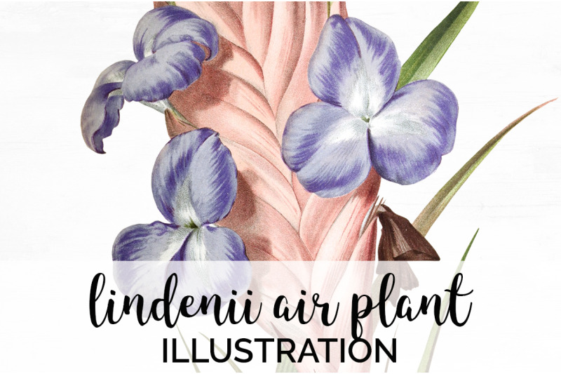 purple-flowers-clipart