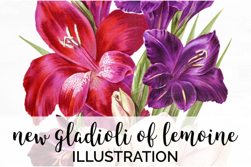 gladiolus-clipart