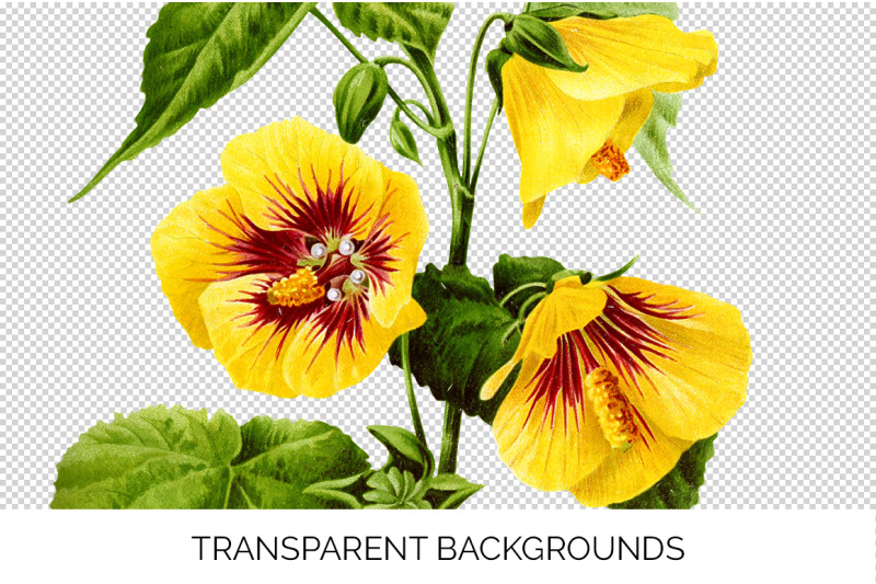 yellow-flower-clipart