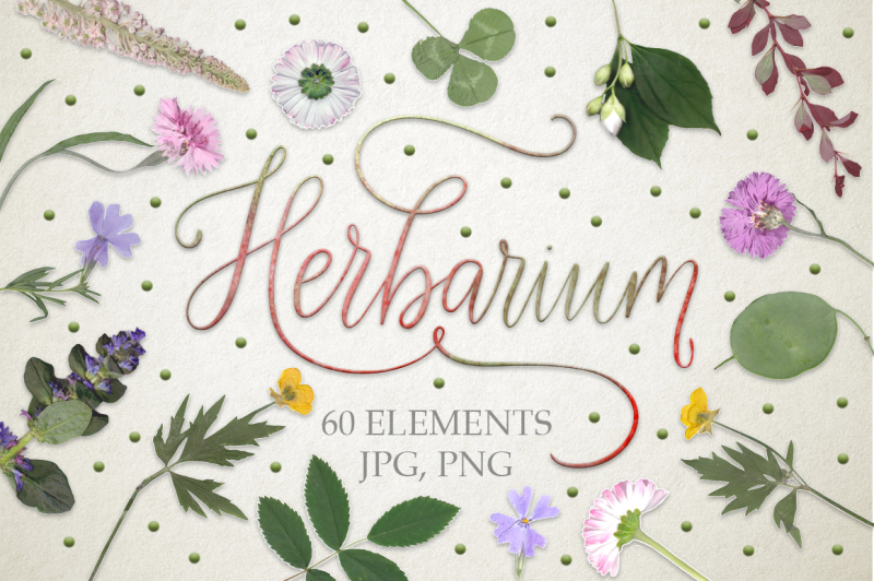 herbarium-60-real-herbarium-elements