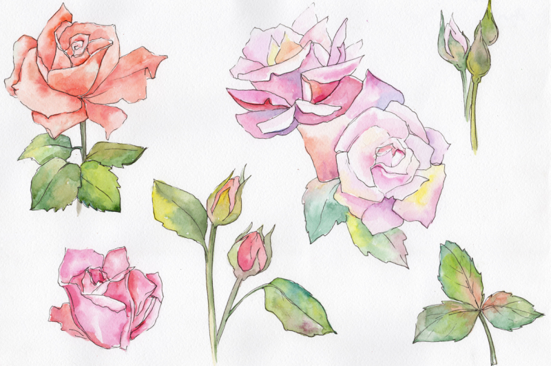 fine-pink-rose-png-watercolor-flower-set