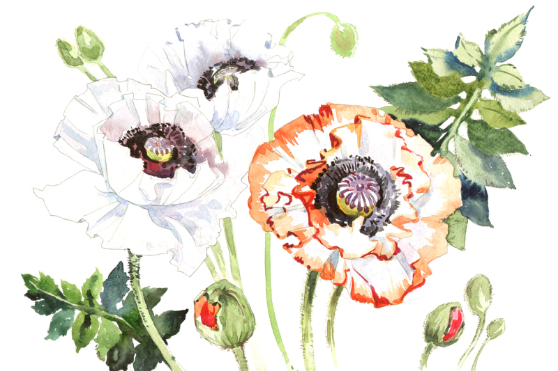 field-poppies-png-watercolor-flower-set