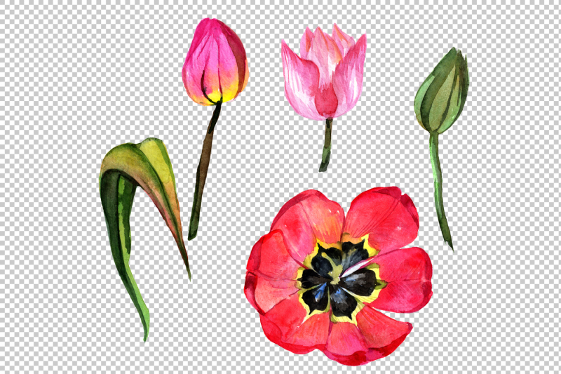 red-tulip-watercolor-png-flower-set