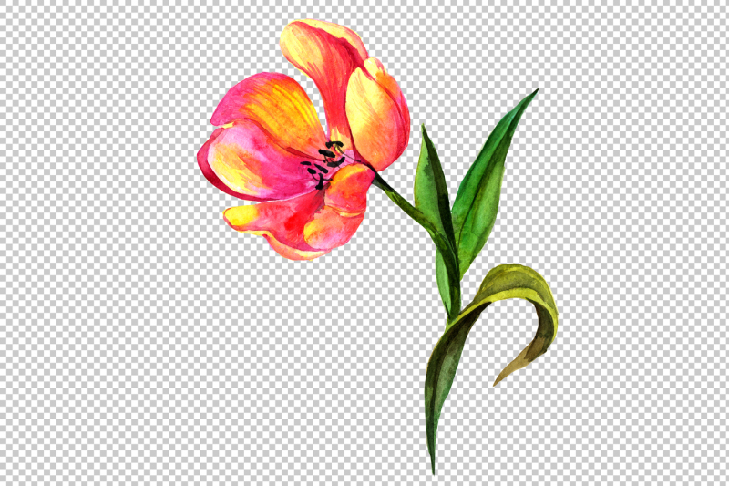 red-tulip-watercolor-png-flower-set