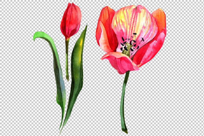 red-tulip-watercolor-png-flower-set