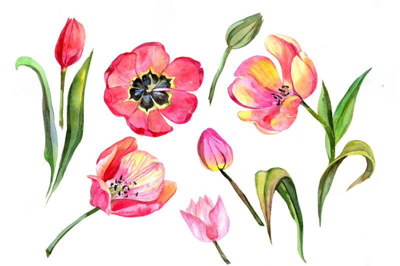 red-tulip-watercolor-png-flower-set