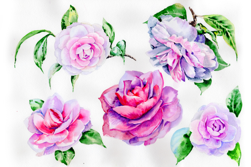 stunning-pink-hulthemia-png-watercolor-set