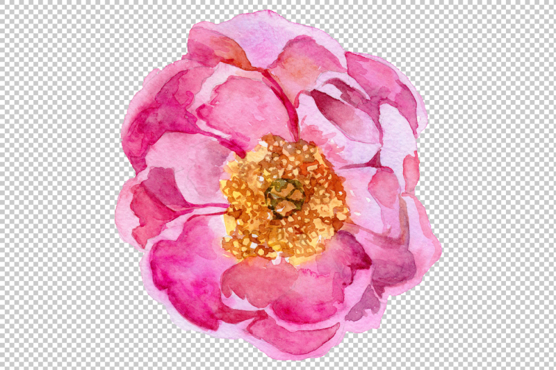 wildflower-elegant-pink-peony-png-watercolor-set