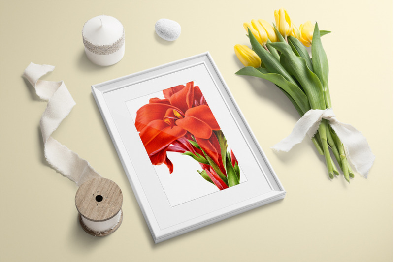 canna-clipart