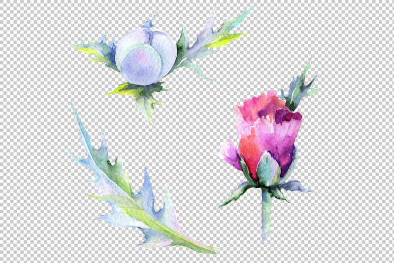 purple-poppy-watercolor-flowers-png