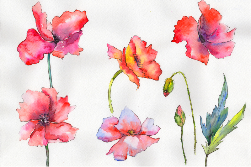 light-red-poppy-png-watercolor-flower-set