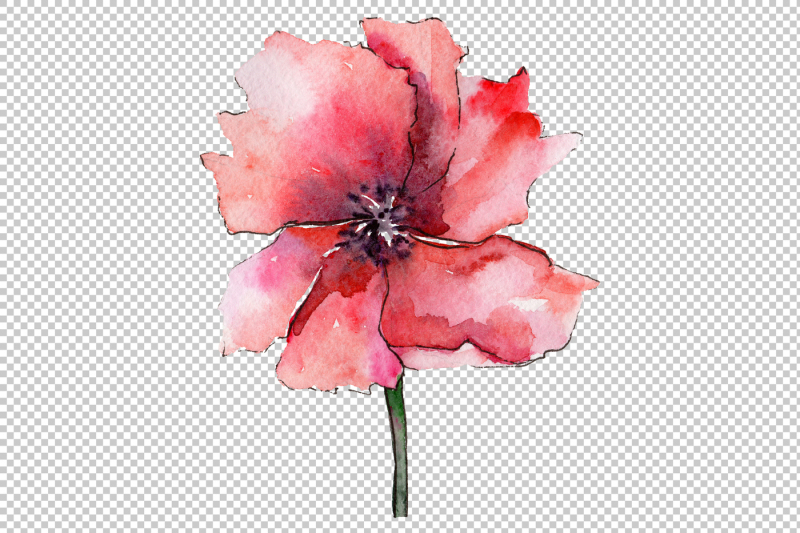 light-red-poppy-png-watercolor-flower-set