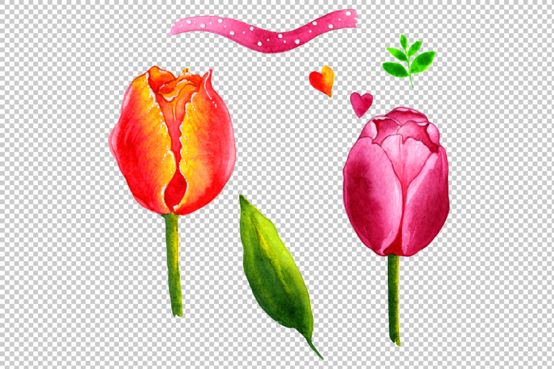 summer-colorful-tulips-png-watercolor-set