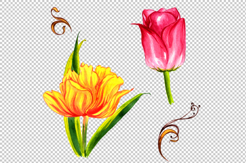 summer-colorful-tulips-png-watercolor-set