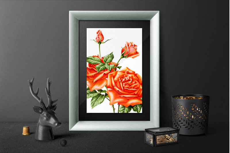 roses-orange-roses