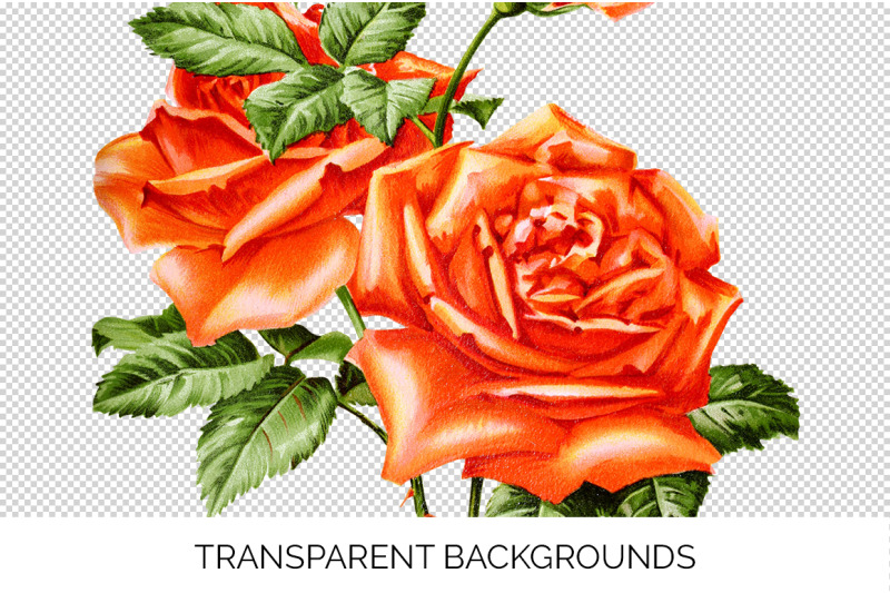 roses-orange-roses