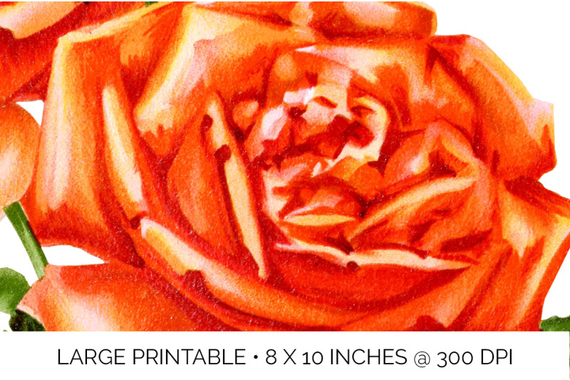 roses-orange-roses