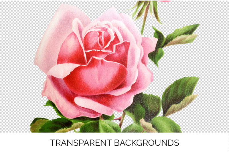 pink-rose-clipart