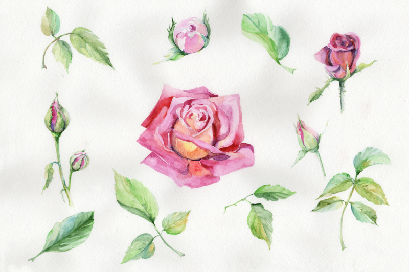 wildflower-delicate-pink-rose-png-watercolor-set