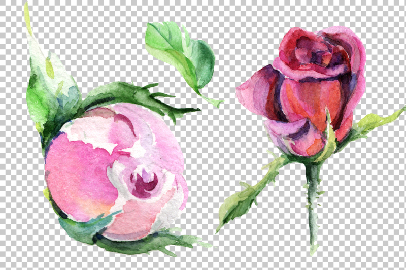 wildflower-delicate-pink-rose-png-watercolor-set