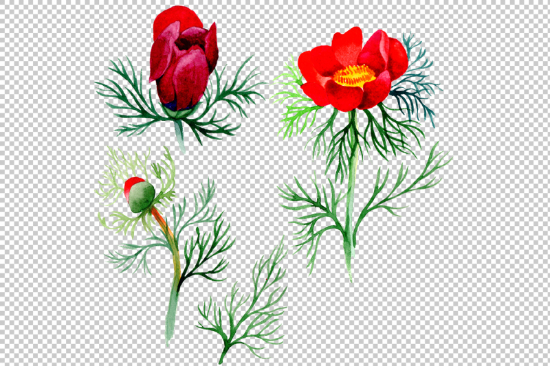 bloom-red-roses-watercolor-png-set