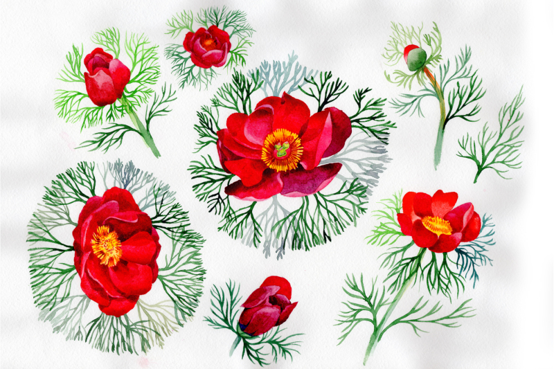 bloom-red-roses-watercolor-png-set