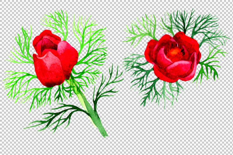 bloom-red-roses-watercolor-png-set