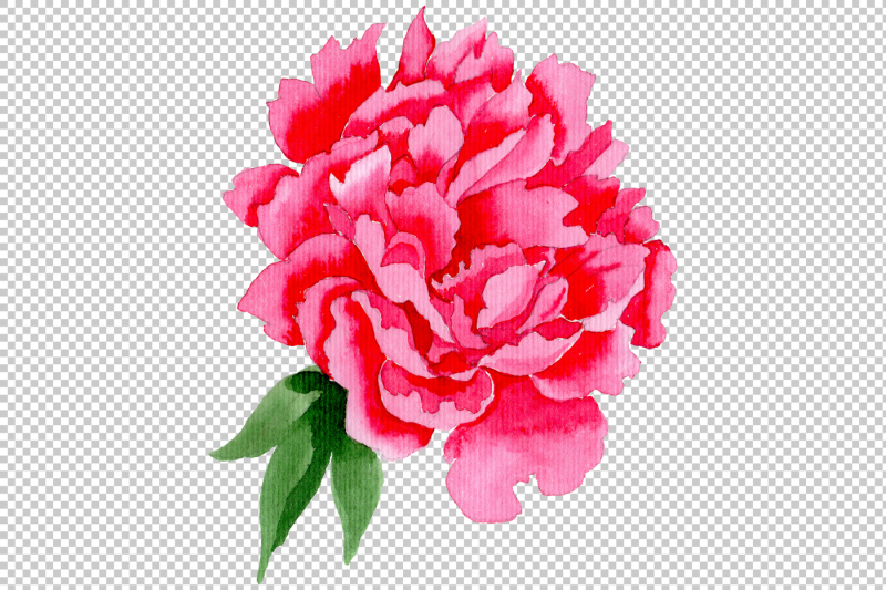 tender-wildflower-pink-peony-png-watercolor-set