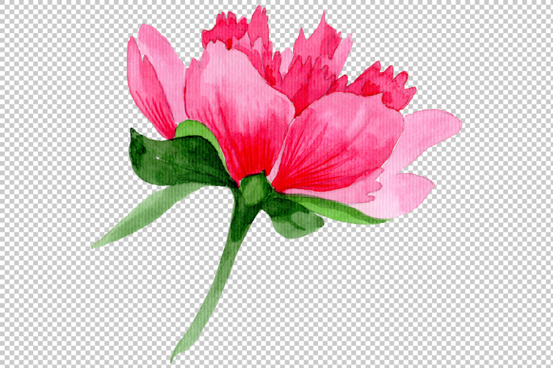 tender-wildflower-pink-peony-png-watercolor-set