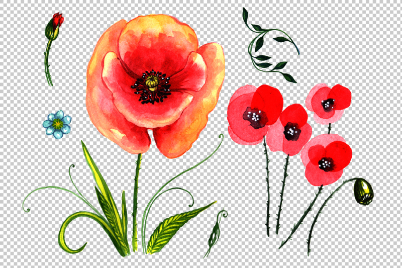 field-red-poppies-png-watercolor-set