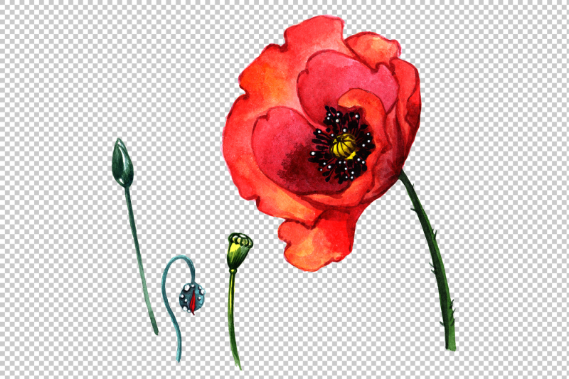 field-red-poppies-png-watercolor-set