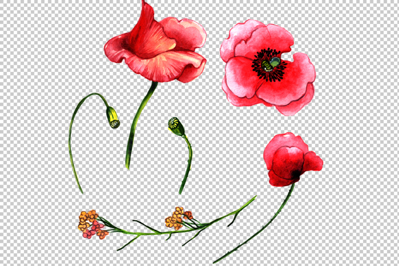 field-red-poppies-png-watercolor-set