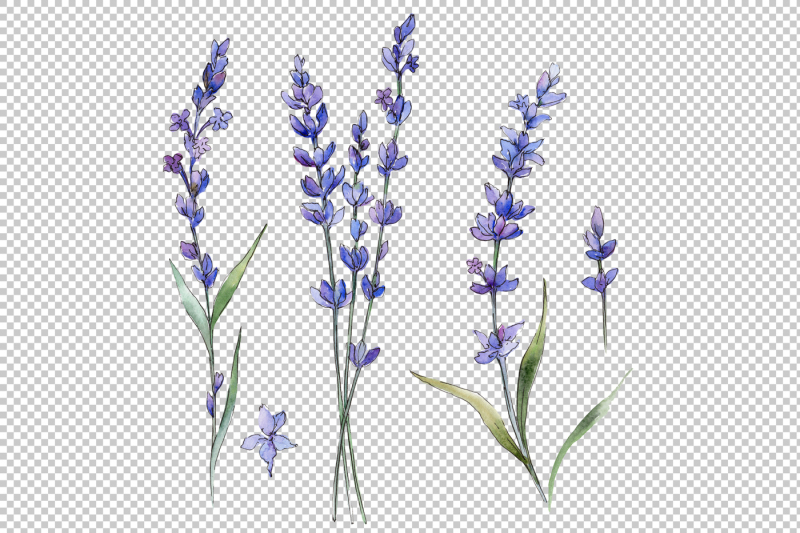 wild-field-lavender-png-watercolor-set