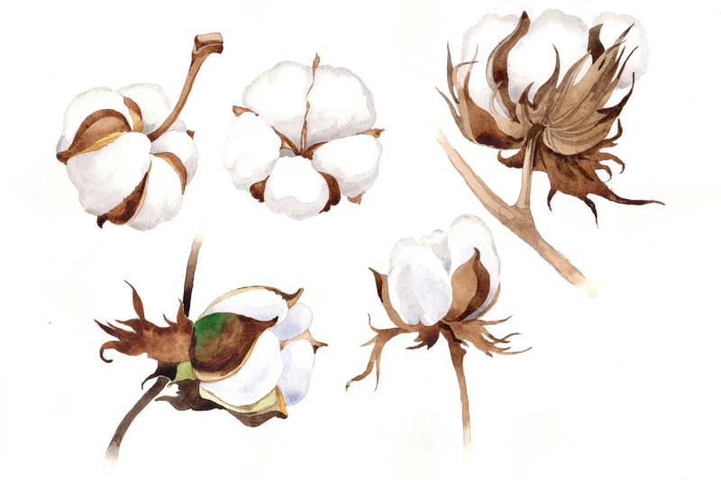 wildflower-soft-cotton-png-watercolor-set