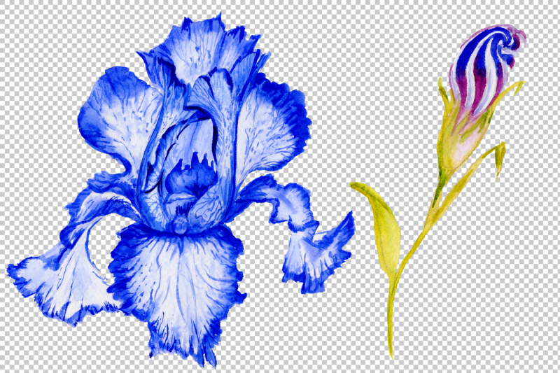 picturesque-blue-irises-watercolor-png-set