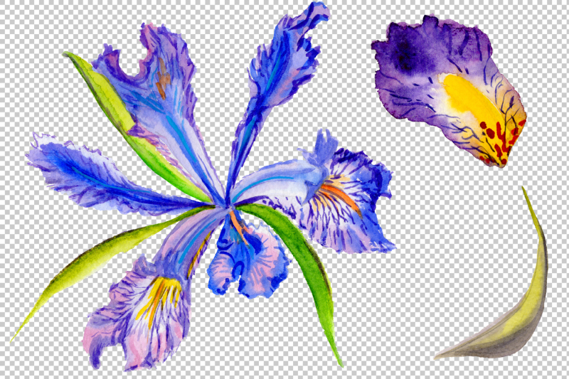 picturesque-blue-irises-watercolor-png-set