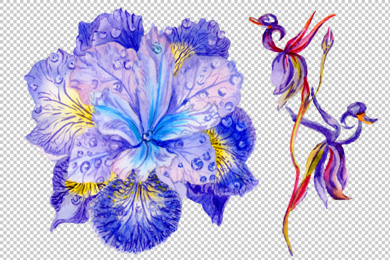 picturesque-blue-irises-watercolor-png-set