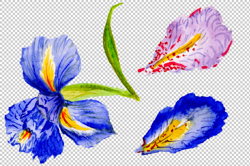 picturesque-blue-irises-watercolor-png-set