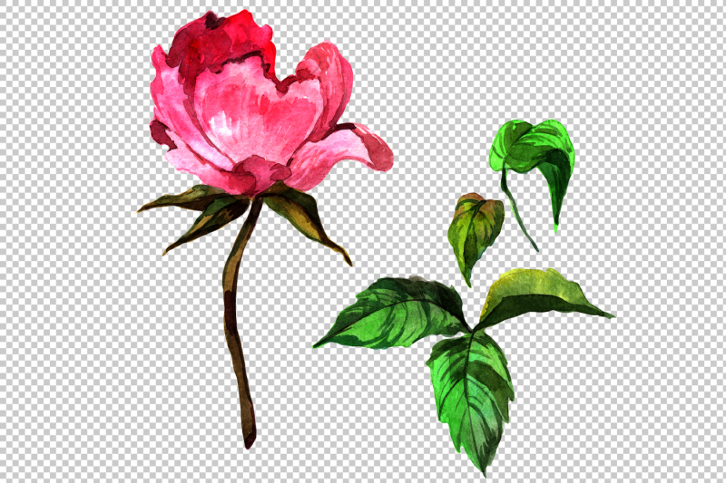 elegant-flower-pink-peony-png-watercolor-set