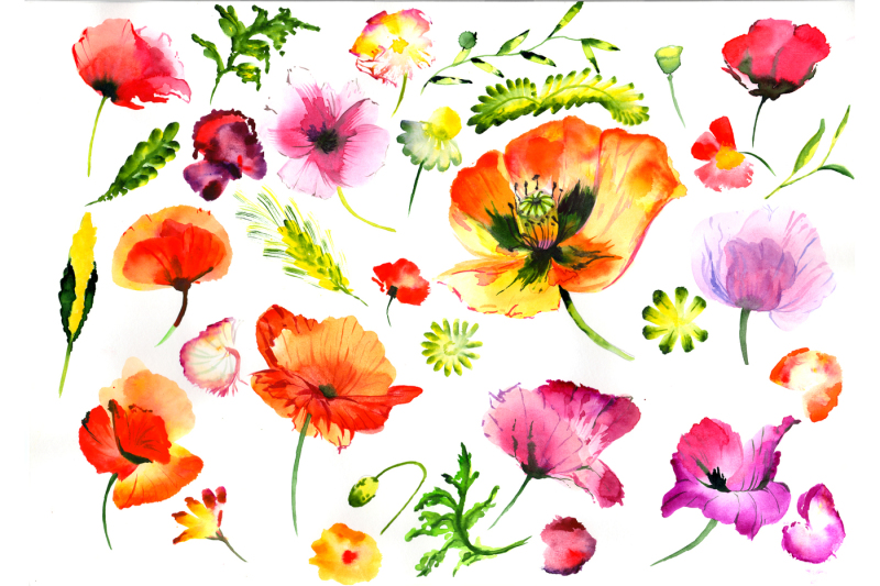 summer-colorful-poppy-flower-png-watercolor-set