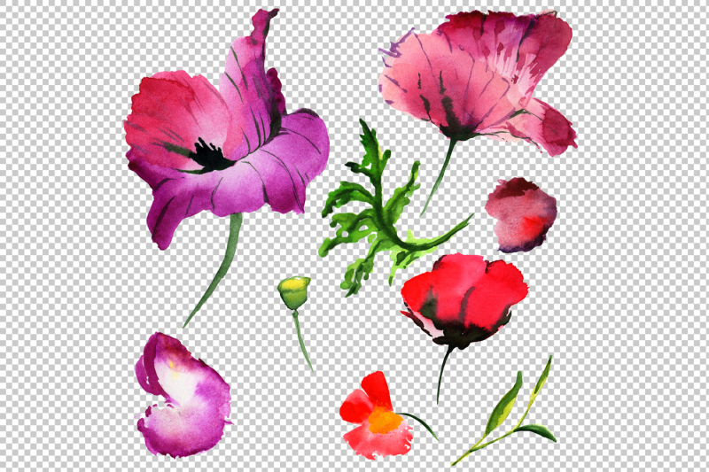 summer-colorful-poppy-flower-png-watercolor-set