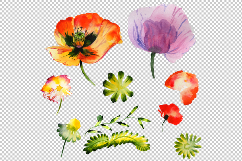 summer-colorful-poppy-flower-png-watercolor-set